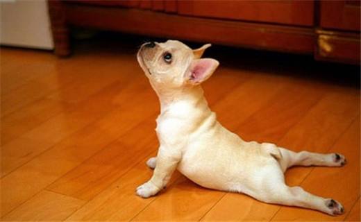 属狗人在感情中的弱点,属狗人一生姻缘和爱情