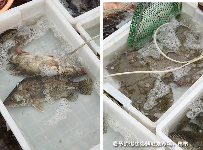 湛江本地人都爱去的地方,湛江一个人去的景点有哪些