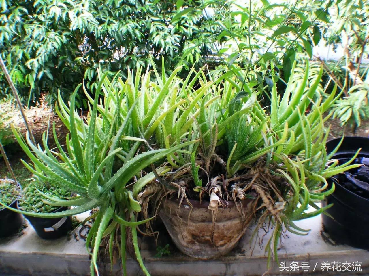 养了18年的芦荟第二次开花,长成树的芦荟