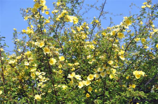 新疆的野玫瑰植物,济源野玫瑰花