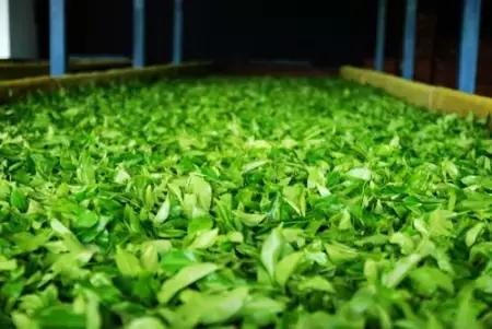 揭秘茶叶行业内幕,茶叶深度解析视频