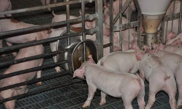 猪舍养猪方法,猪舍怎么建猪才不会冷