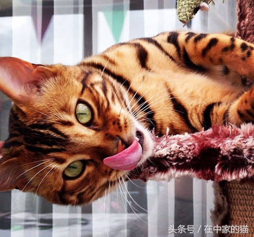 一只叫Thor的孟加拉猫……帅炸！网友直呼买不起