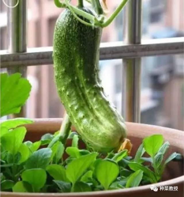 阳台盆栽黄瓜的种植方法,阳台种植黄瓜用什么肥料最好