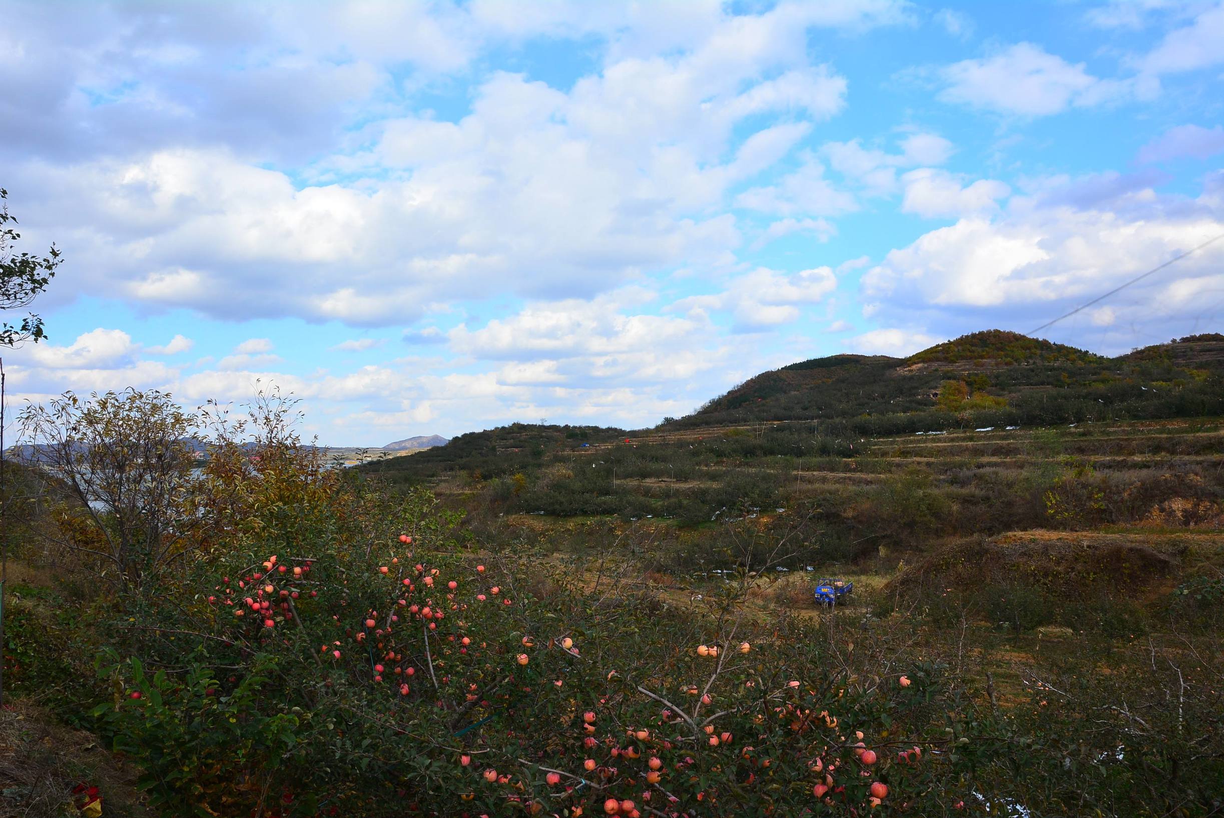 苹果之都栖霞,栖霞苹果之乡介绍