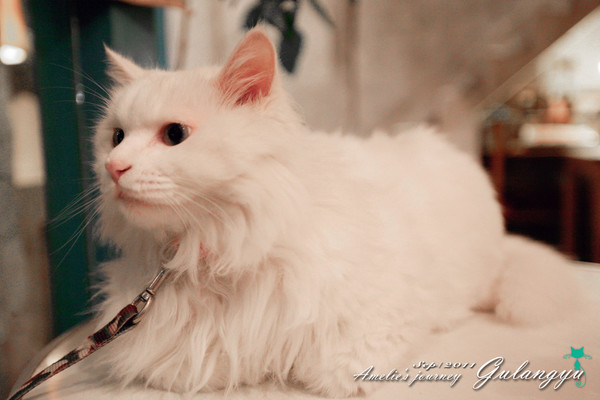 鼓浪屿旅行攻略大全,鼓浪屿旅行攻略大全最新