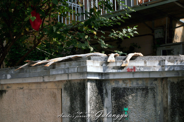鼓浪屿旅行攻略大全,鼓浪屿旅行攻略大全最新