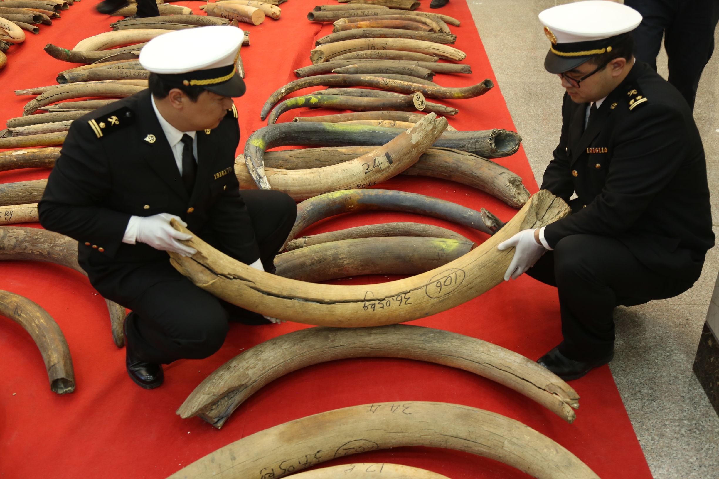 哈尔滨海关查获猛犸象牙,内蒙古海关查获特大象牙
