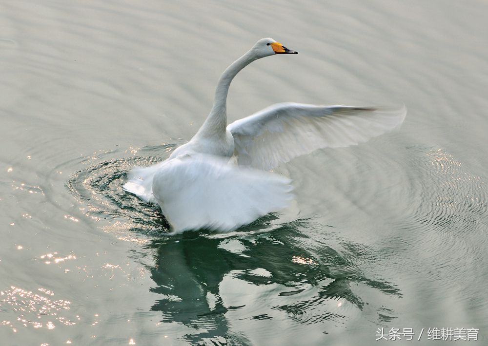 鹅鹅鹅曲项向天歌舞蹈练习,曲项向天歌绘画步骤