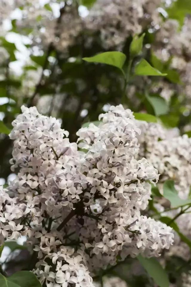 浣宠兘canoneosm6markii,浣宠兘eos6dmarkii