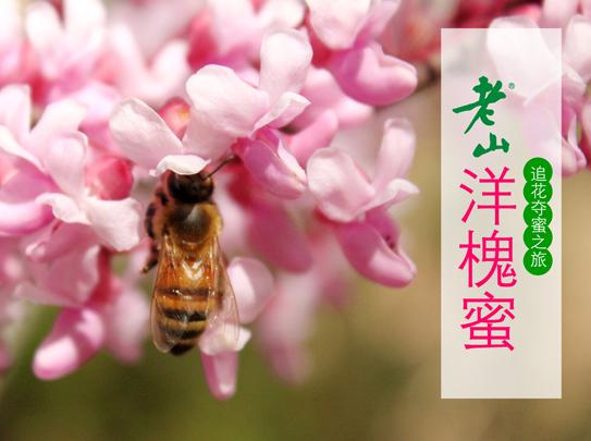 春天花粉过敏的克星,什么蜂蜜能抗过敏