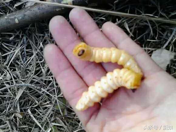 树中虫怎么吃,树里有虫子能吃吗