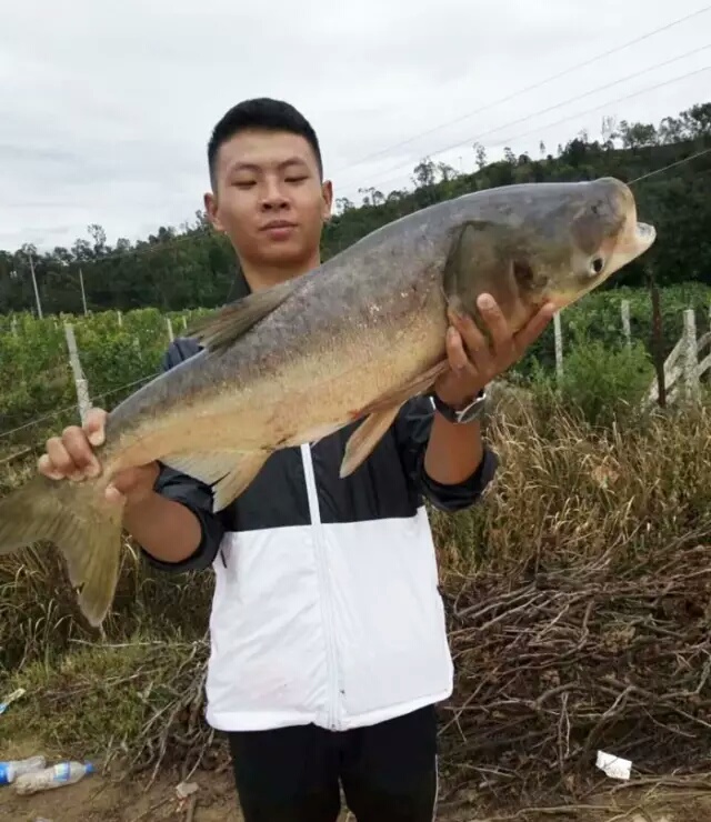 黑坑秋冬季草鳊青通杀饵料搭配,黑坑混养鲫鱼鲤鱼通杀饵料小药