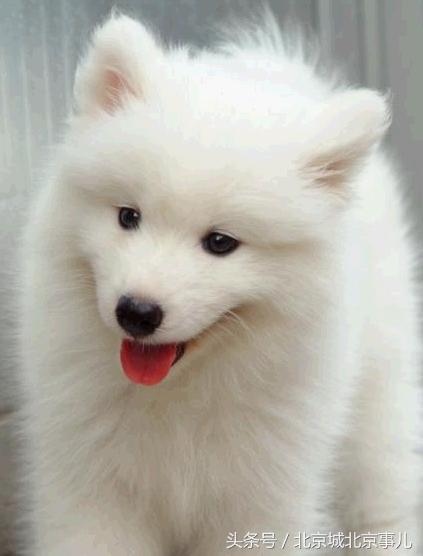 老北京人最爱的宠物,老北京人喜欢什么宠物