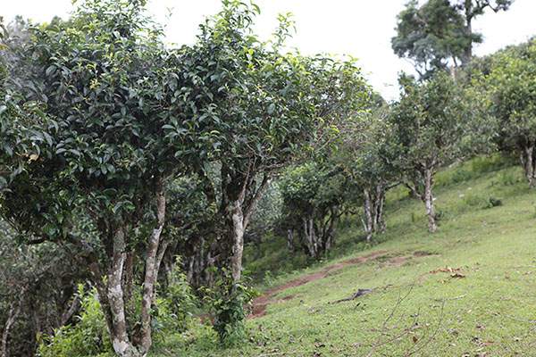 老曼峨苦茶口感特点,普洱茶老曼峨苦甜品鉴装
