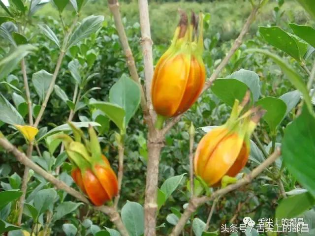 农村人最喜欢的野花，城里人羡慕不已