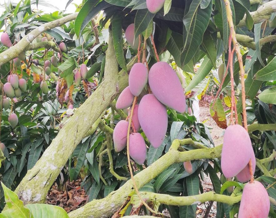 贵妃芒是酸芒果吗,芒果好吃还是贵妃芒