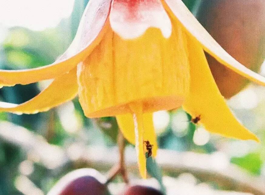 贵妃芒是酸芒果吗,芒果好吃还是贵妃芒
