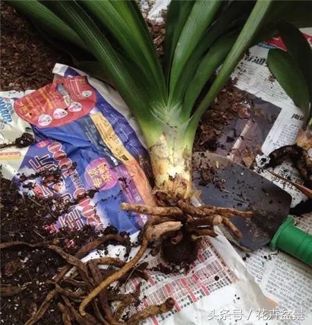 烂根花卉怎么处理,最容易烂根的3种花卉