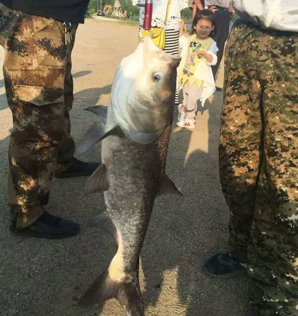 二十四款钓鲢鳙商品饵料介绍,二十四节气钓鱼用饵料味型