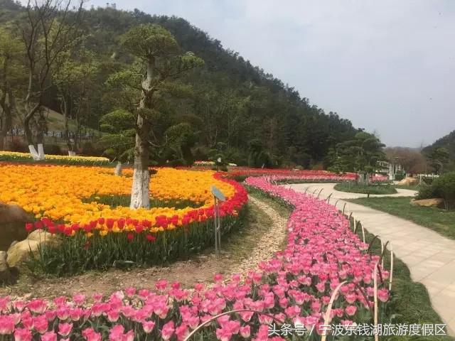 南苑花博园郁金香,除了郁金香还有什么花好看