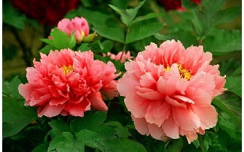 河南旅游攻略自驾游洛阳出发,河南洛阳旅游景点大全