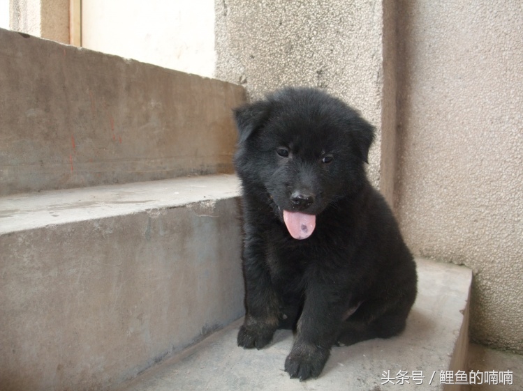 他曾经以杀猪为生,后来信佛,改吃素,竟是因为家里养的狗!