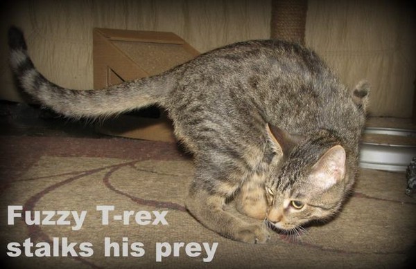 小奶猫刚刚死亡还能救吗,小奶猫被遗弃没有人停留