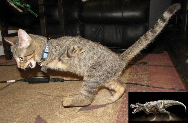 小奶猫刚刚死亡还能救吗,小奶猫被遗弃没有人停留