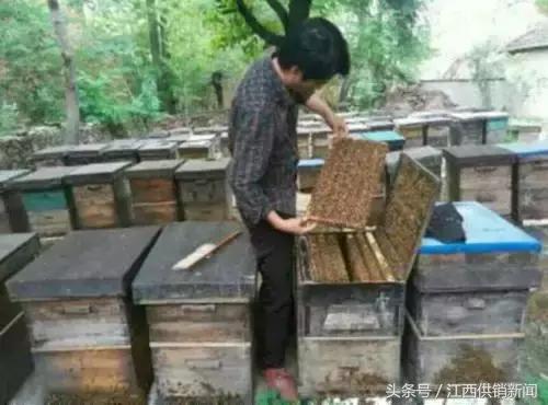 新余仙蜂合作社:发展甜蜜事业,供销社是“蜂王”