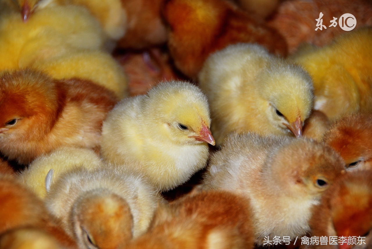 肉鸡后期受凉感冒严重,肉鸡后期采食量不增料原因