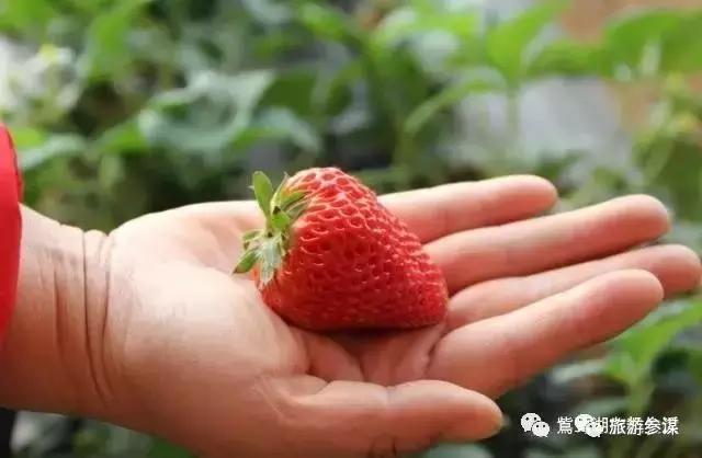 辽源赏花的地方,辽源最佳观花位置