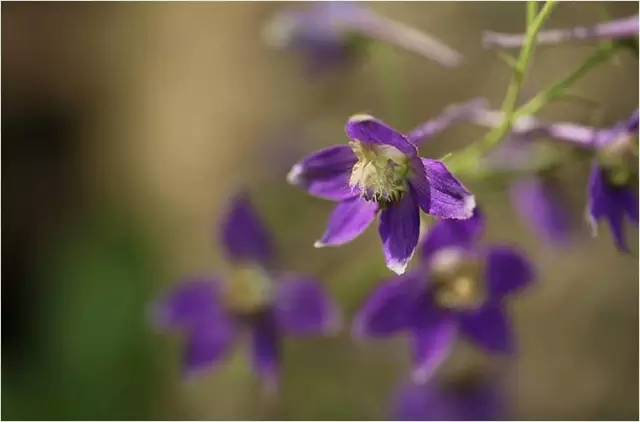 眼睛花了？这种花竟然酷似纷飞的“云雀”？