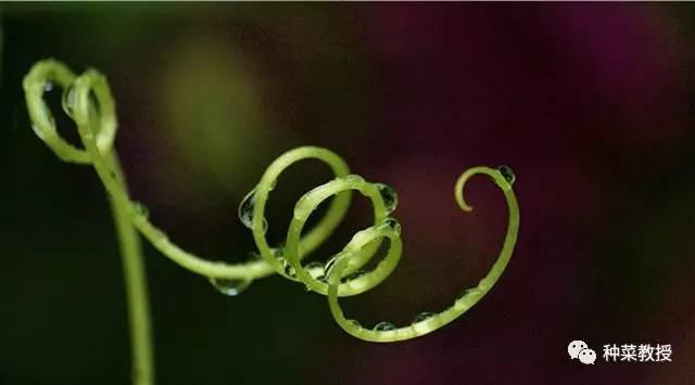 阳台盆栽黄瓜的种植方法,阳台种植黄瓜用什么肥料最好