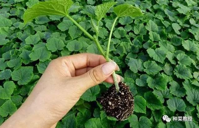 阳台盆栽黄瓜的种植方法,阳台种植黄瓜用什么肥料最好