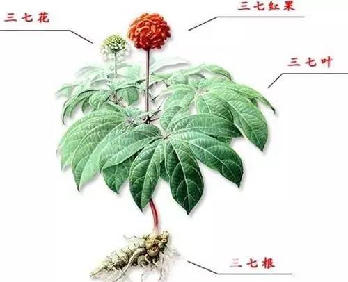 关节疼吃什么补,关节疼痛的克星三七