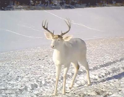 滑板的轮子底里面东西掉了怎么办,滑板的轮子掉了怎么安回去双翘板