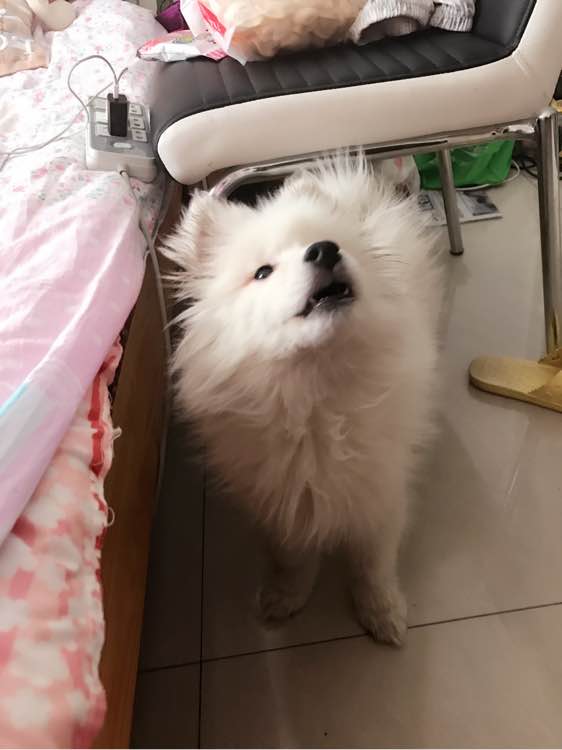 萨摩耶温顺的好还是调皮的好,为什么都说萨摩耶傻