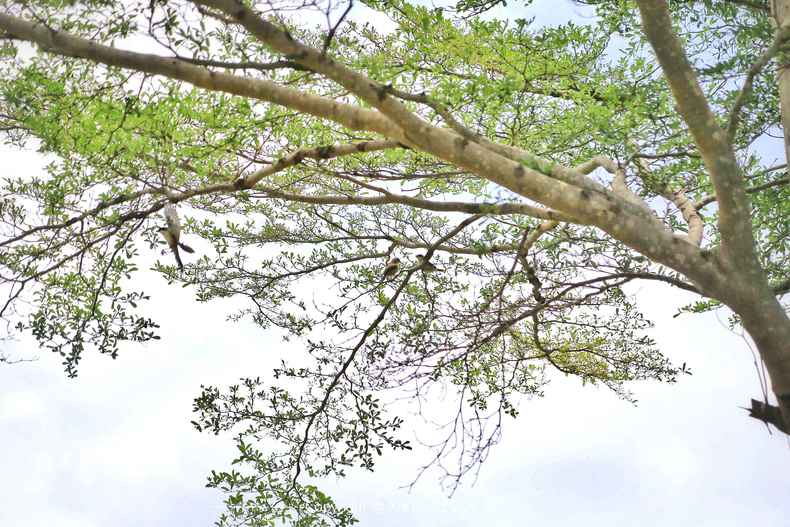 亚龙湾红树林，给你一个温馨的家