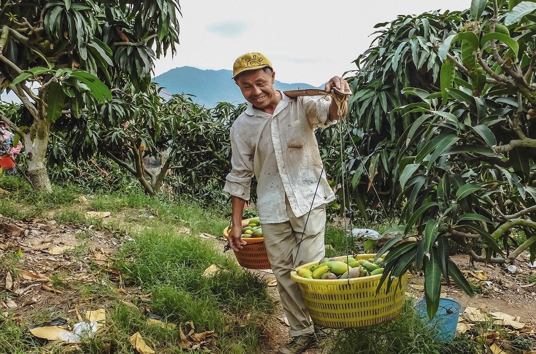 贵妃芒是酸芒果吗,芒果好吃还是贵妃芒
