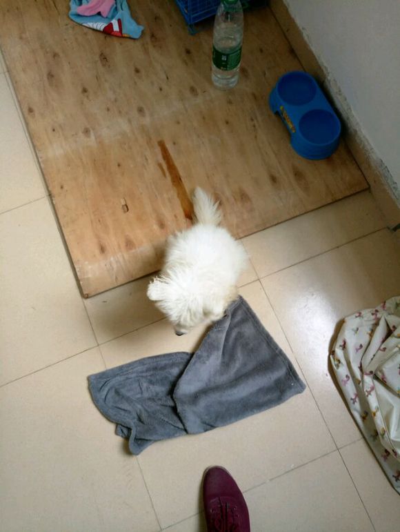 女孩养萨摩耶的感受,女孩子养一只萨摩耶