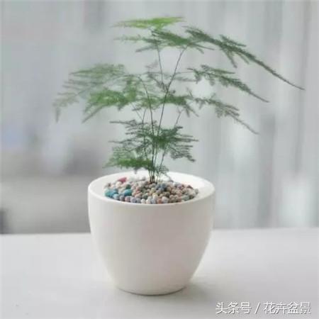 烂根花卉怎么处理,最容易烂根的3种花卉
