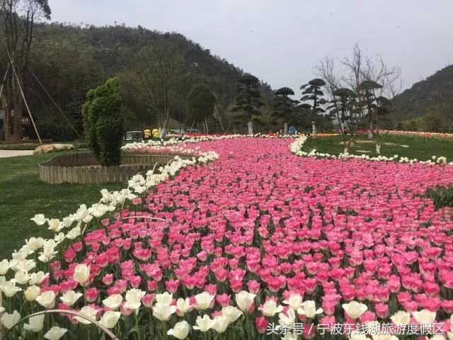 南苑花博园郁金香,除了郁金香还有什么花好看