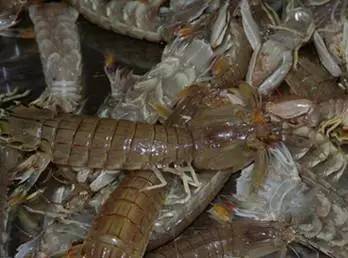 被皮皮虾扎了导致截肢,皮皮虾扎破手指有毒吗