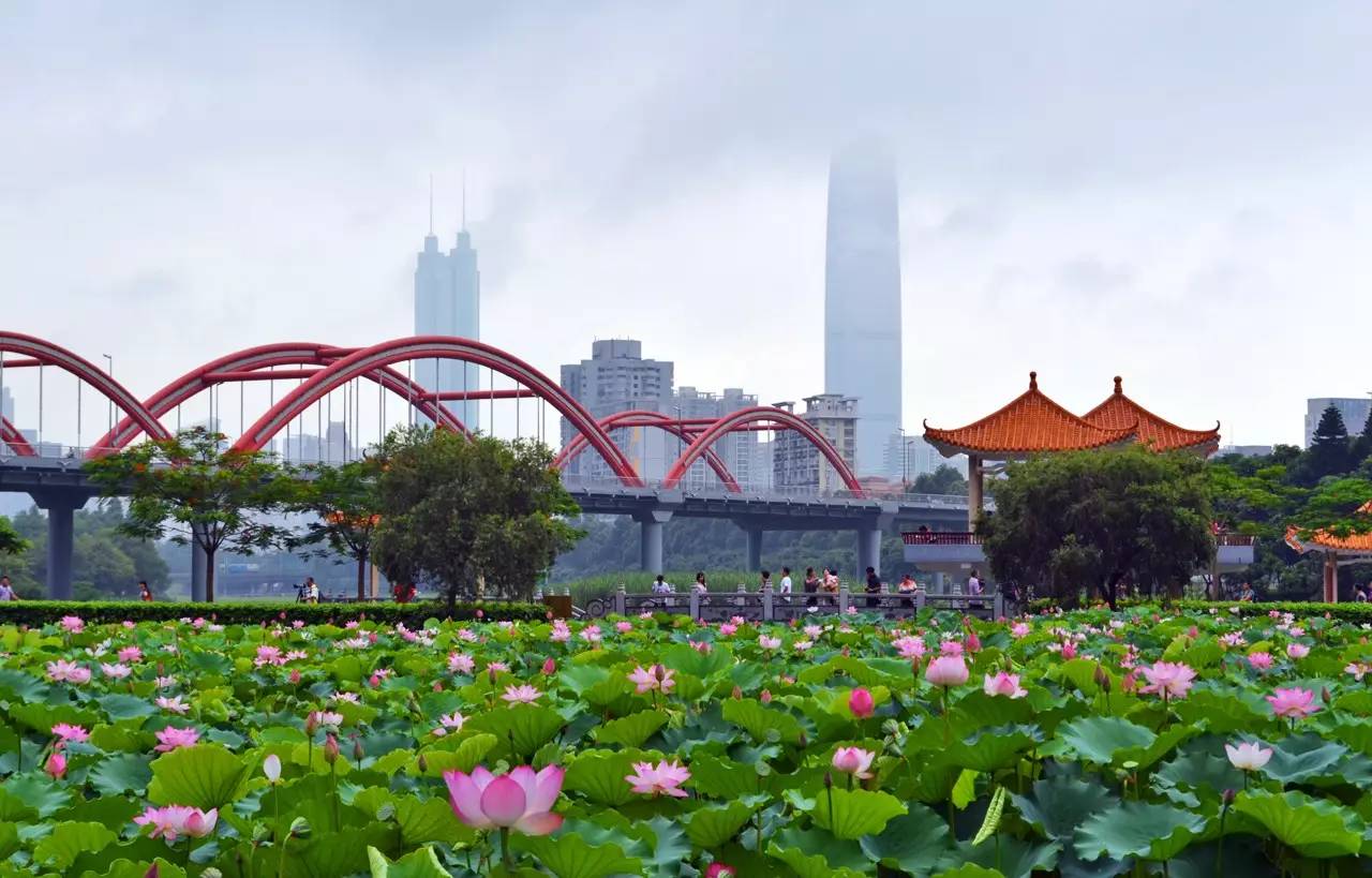 深圳十大免费公园排名前十名,深圳60岁老人免费公园