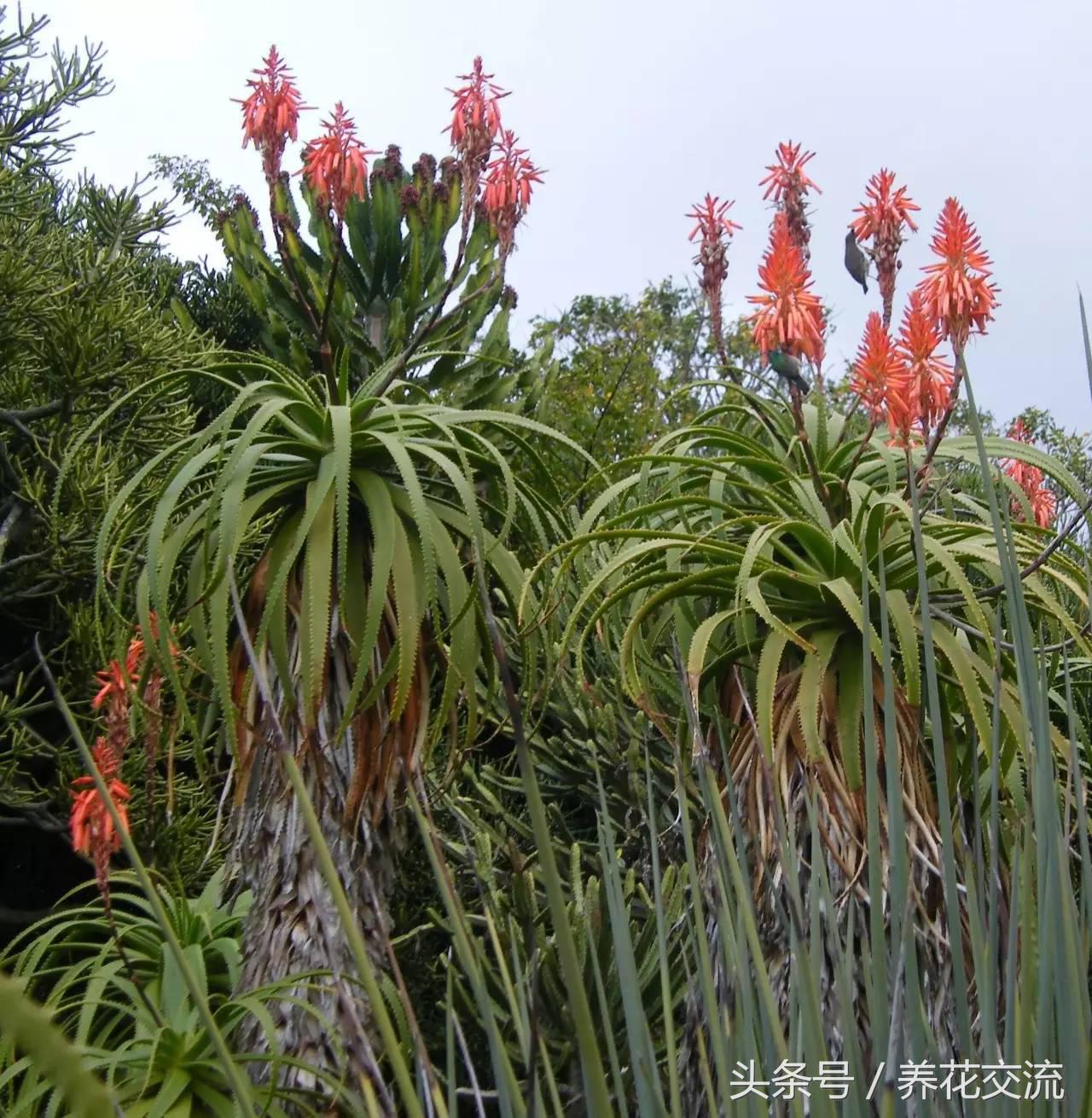 养了18年的芦荟第二次开花,长成树的芦荟