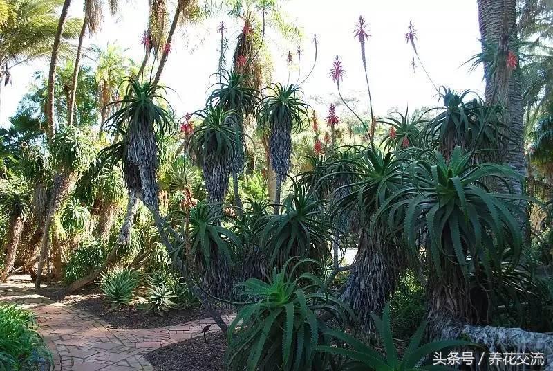 养了18年的芦荟第二次开花,长成树的芦荟