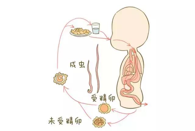 宝宝肚里长蛔虫？平时要多注意这些情况