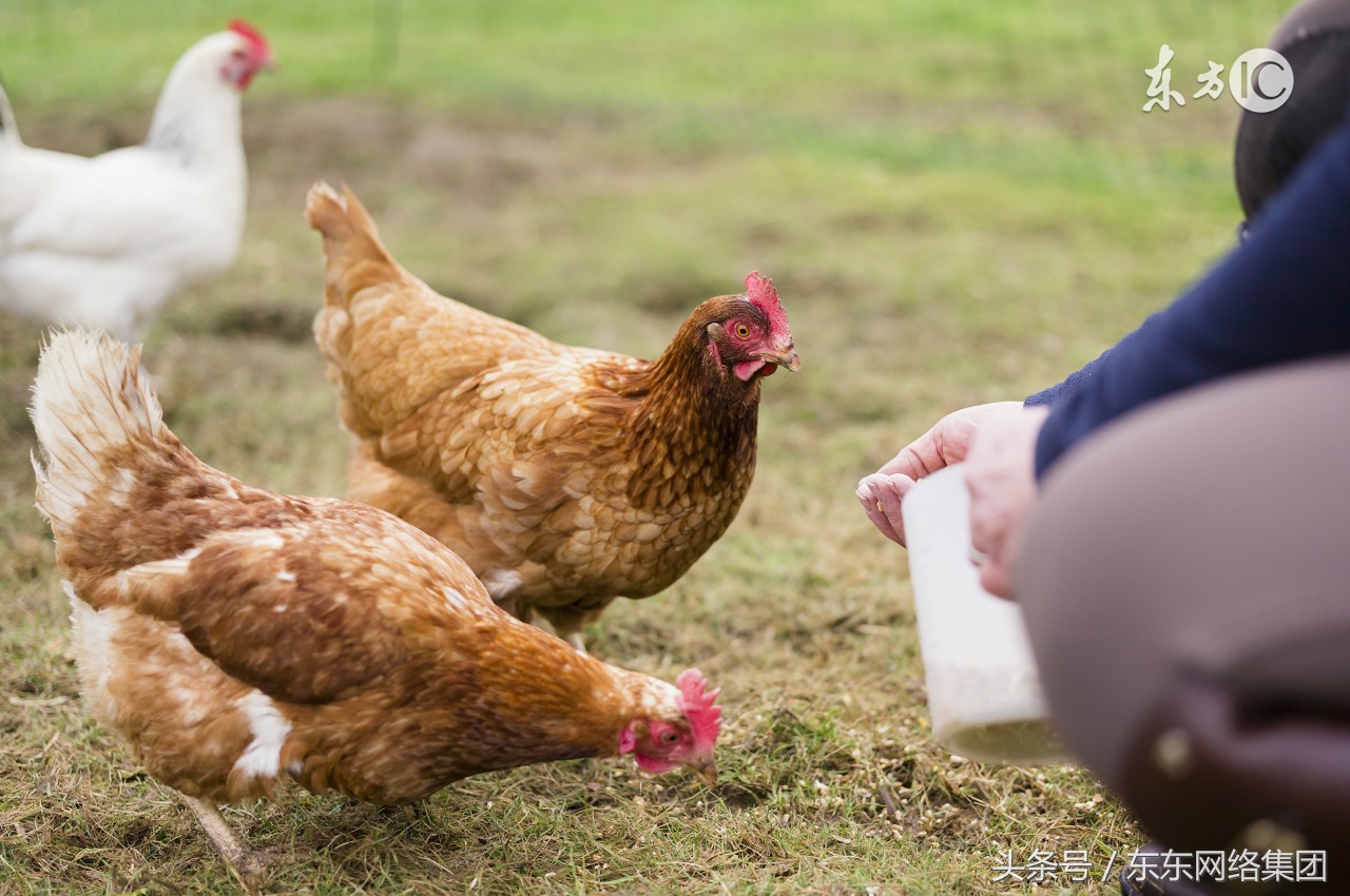 鸡崽嗉子有气咋回事,鸡的嗉囊鼓鼓的是什么原因