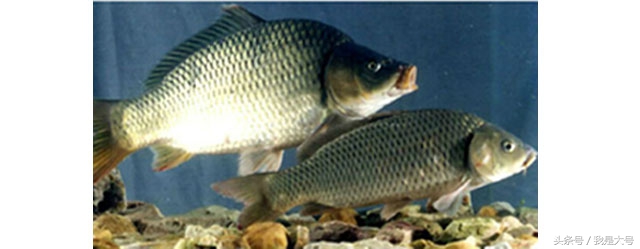 植物转基因技术流程,转基因技术的迅猛发展